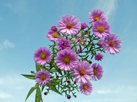 Herbstaster - Aster dumosus