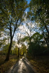 Tree Lined Lane