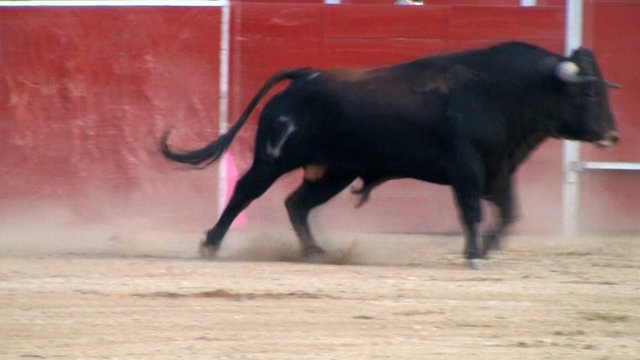 Corrida de toros, toro bravo español