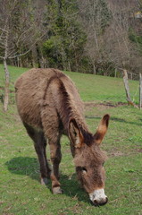 âne croix de saint andré