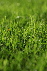 Herbe verte - Verticale (#3)