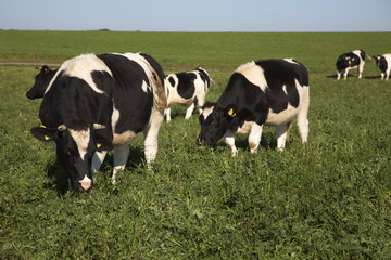 Grasende K&auml;lber