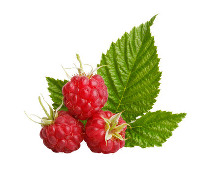 Red raspberry