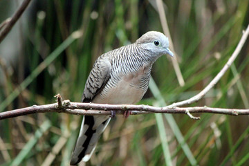 Exotic black and white bird