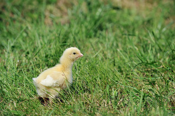 chick  and green grass