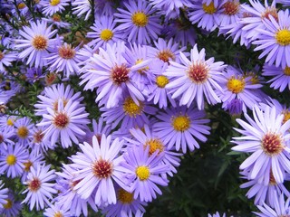 sea asters