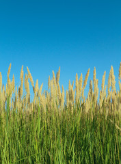 Obraz premium Grass Reeds
