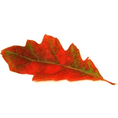 rotes Eichenblatt