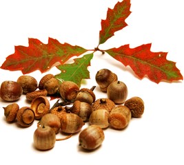 Eicheln mit Bl&auml;ttern