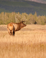 Bull Elk