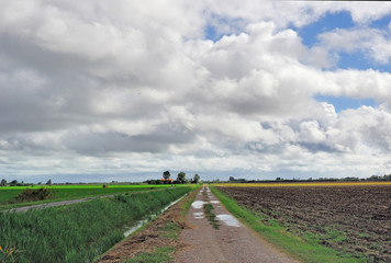 Fototapeta na wymiar Italy Padana plain near Ravenna