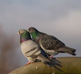 Preening Pigeons