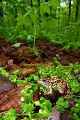 Pickerel Frog (Rana palustris) - Alabama