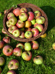 Äpfel im Korb