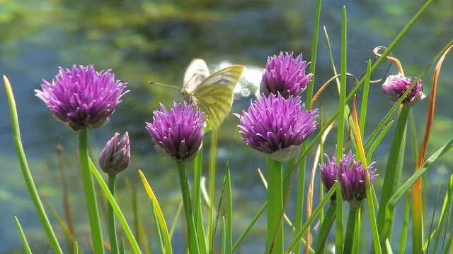 Flowers and the butterfly. Summer.