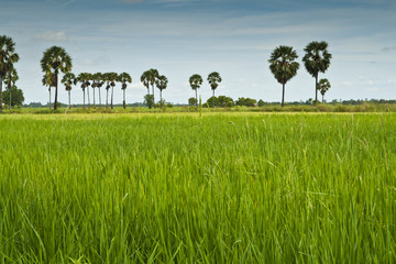 Rice field