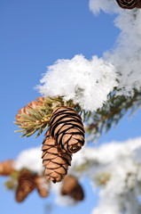 Frost Covered Spruce Tree Branches