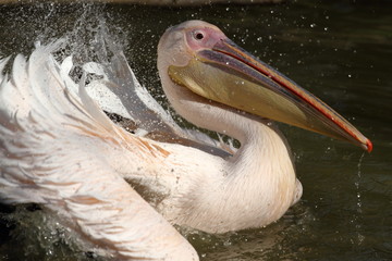 pélican blanc, pelecanus onocrotalus