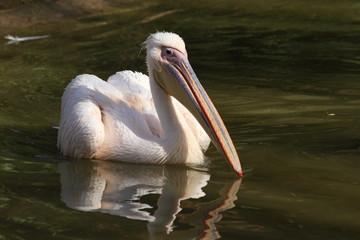 pélican blanc, pelecanus onocrotalus