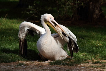 pélican blanc, pelecanus onocrotalus