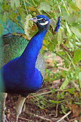 Obraz premium The peacock