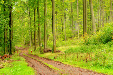 Fototapeta na wymiar Buchenwald mit Weg - beech forest with trail 07