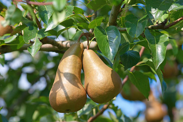 Pear garden