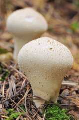 Seta,Lycoperdon perlatum