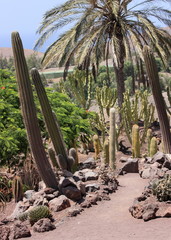 Fototapeta premium jardin botanique des canaries