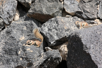 petits écureuils de barbarie sur rochers