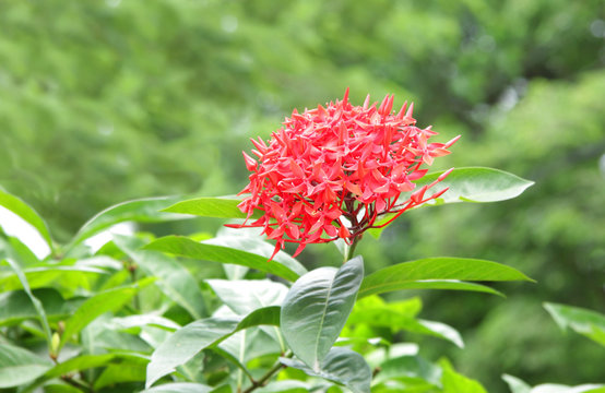 Beautiful Red Ixora flower