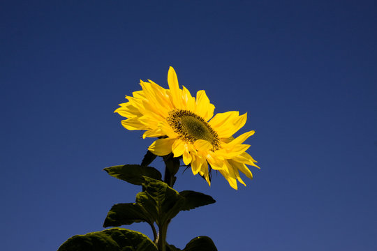 Sonnenblume 002