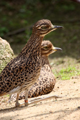 Kaptriel