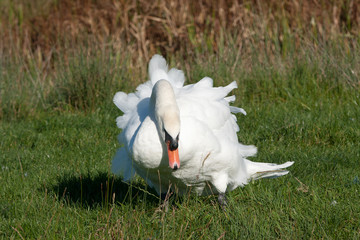 pen, female swan, with ruffled feathers on the bank