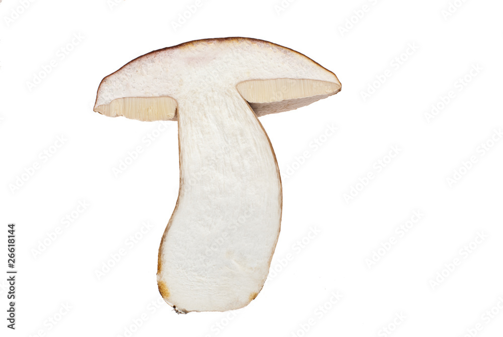 Wall mural mushroom