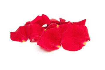 red rose leaves over white background