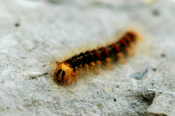 Caterpillar on a stone
