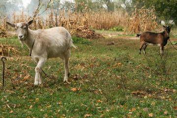 Goats