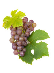 cluster of blue grapes over white background