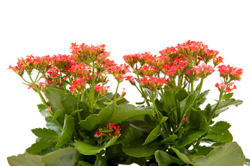 pink kalanchoe flower plant over white background