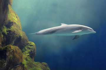 Marine life
