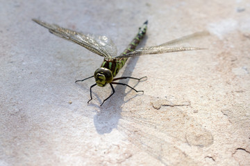 Dragonfly