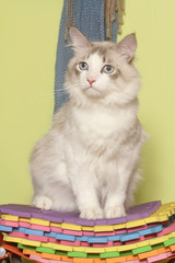 chat assis