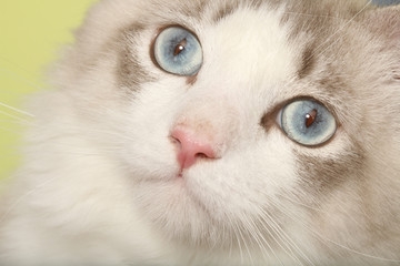 beautiful bleu eyes of the siberian forest cat