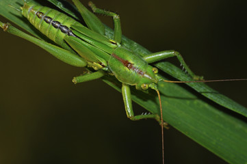 Macro grillo verde