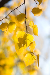 branch with yellow leaf