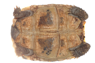 Fototapeta premium tortoise turtle