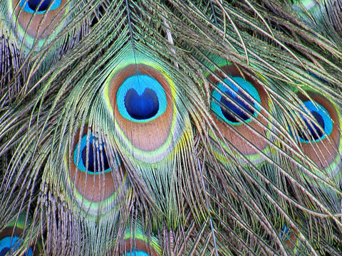 Vibrant colored feather of peacock