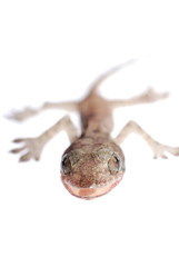 gecko babe isolated