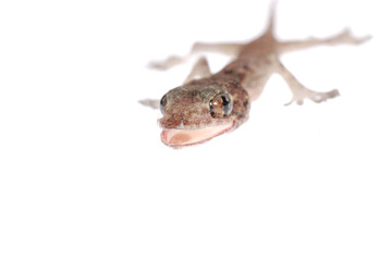 gecko babe isolated